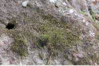 Moss 0004